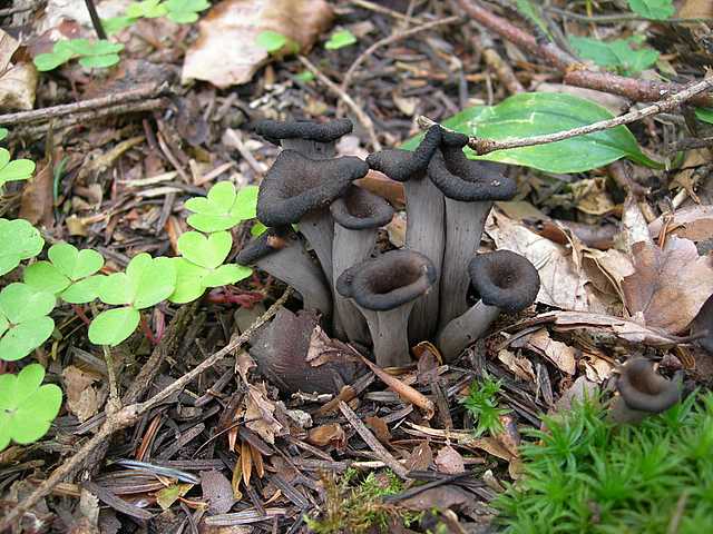 La flora micologica del Leymenthal